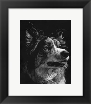 Framed Canine Scratchboard IV Print