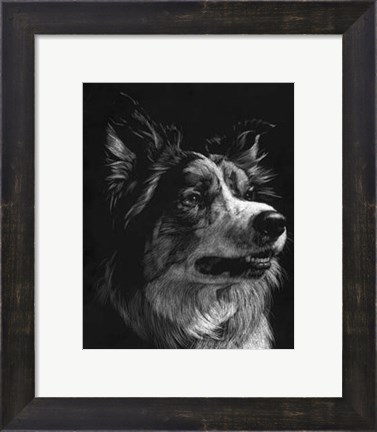 Framed Canine Scratchboard IV Print
