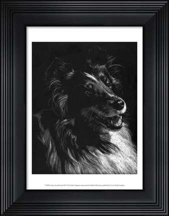 Framed Canine Scratchboard XI Print