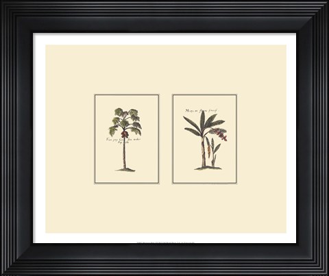 Framed Miniature Palm I Print
