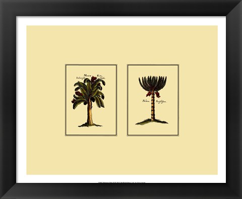 Framed Miniature Palm III Print