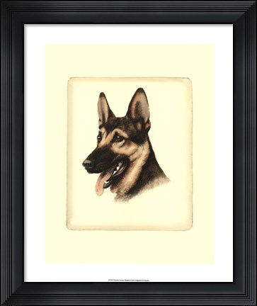 Framed German Shepard Print