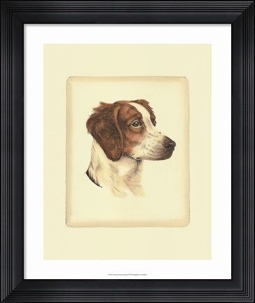 Framed Brittany Spaniel Print