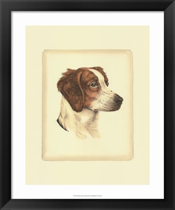 Framed Brittany Spaniel Print