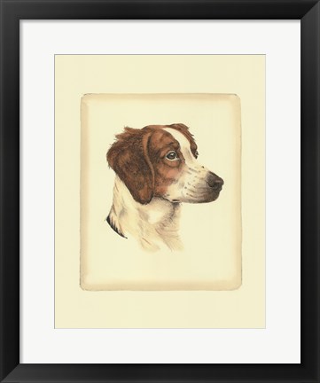 Framed Brittany Spaniel Print