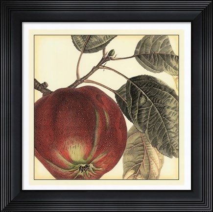Framed Graphic Apple Print