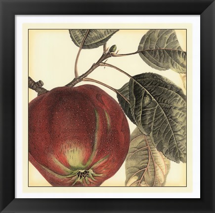 Framed Graphic Apple Print