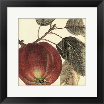 Framed Graphic Apple Print