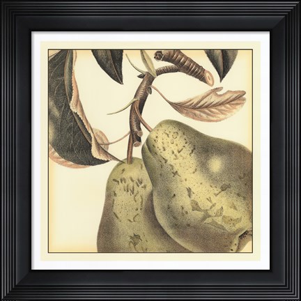 Framed Graphic Pear Print