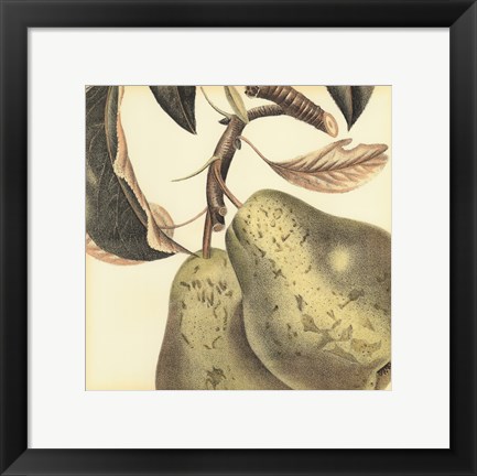 Framed Graphic Pear Print