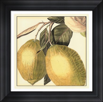Framed Graphic Lemon Print
