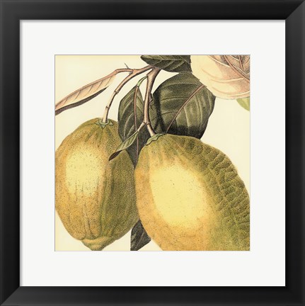 Framed Graphic Lemon Print