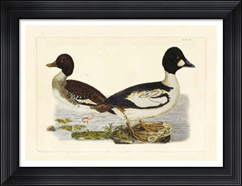 Framed Duck I Print