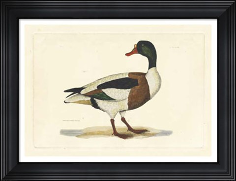 Framed Duck II Print