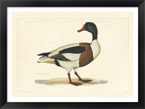 Framed Duck II Print
