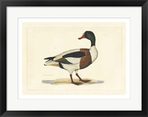 Framed Duck II Print