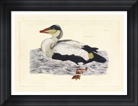 Framed Duck III Print