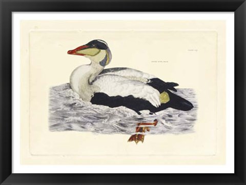 Framed Duck III Print