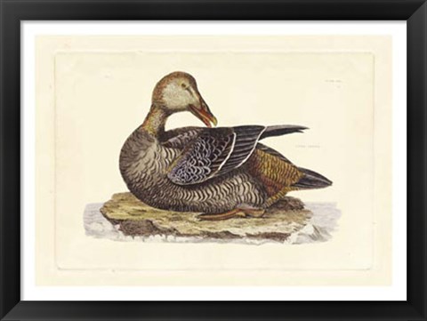 Framed Duck IV Print