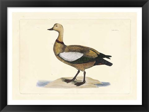 Framed Duck V Print