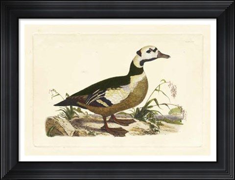 Framed Duck VI Print