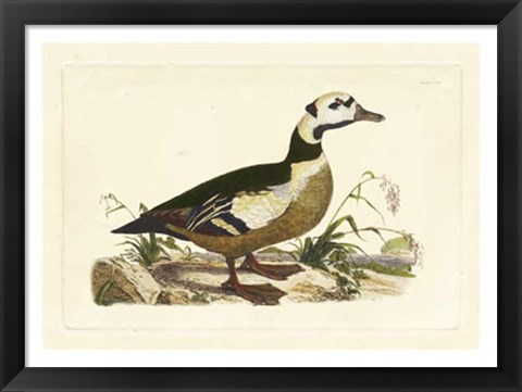 Framed Duck VI Print