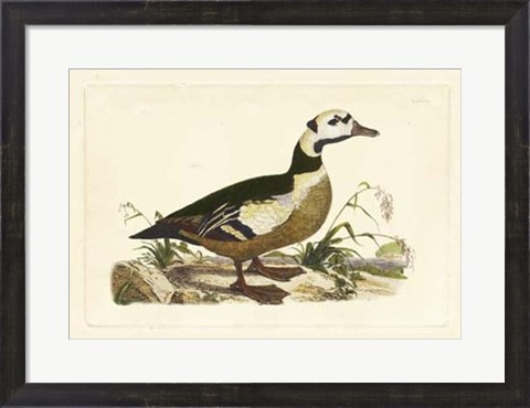 Framed Duck VI Print