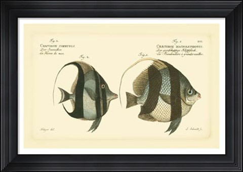Framed Antique Fish I Print