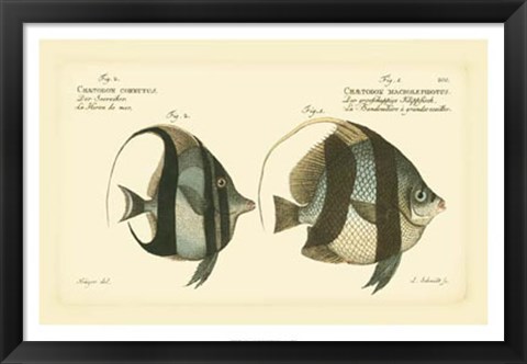 Framed Antique Fish I Print