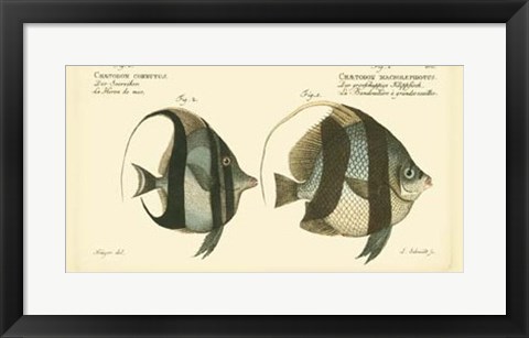 Framed Antique Fish I Print