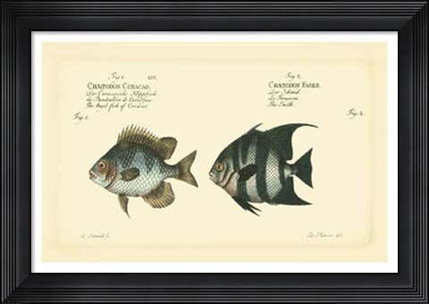 Framed Antique Fish II Print