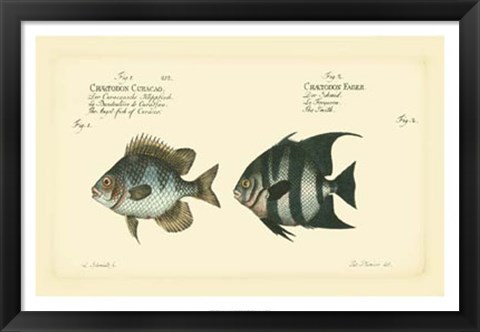 Framed Antique Fish II Print