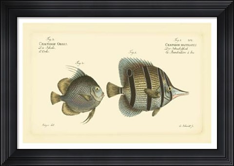 Framed Antique Fish III Print