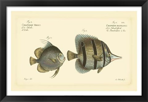 Framed Antique Fish III Print