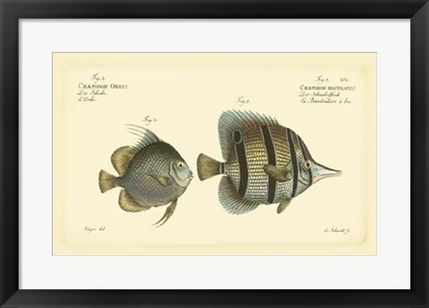 Framed Antique Fish III Print