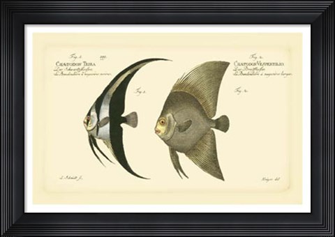 Framed Antique Fish IV Print