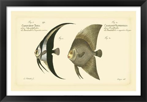 Framed Antique Fish IV Print