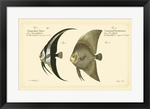 Framed Antique Fish IV Print
