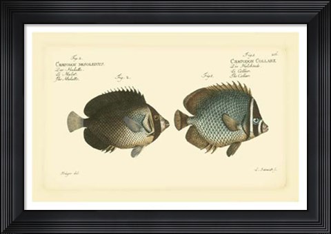 Framed Antique Fish V Print