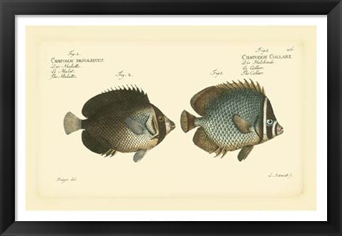 Framed Antique Fish V Print