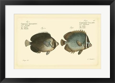 Framed Antique Fish V Print