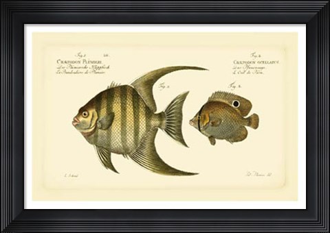 Framed Antique Fish VI Print