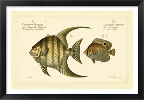 Framed Antique Fish VI Print