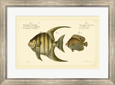 Framed Antique Fish VI Print