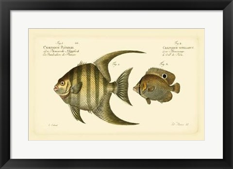 Framed Antique Fish VI Print