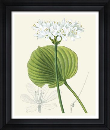 Framed Les Fleurs Blanches II Print
