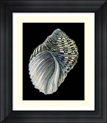 Framed Treasures of the Sea III Print