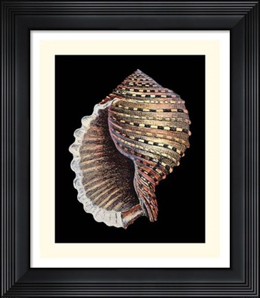Framed Treasures of the Sea IV Print