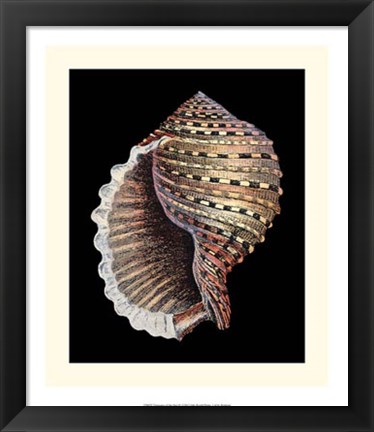 Framed Treasures of the Sea IV Print