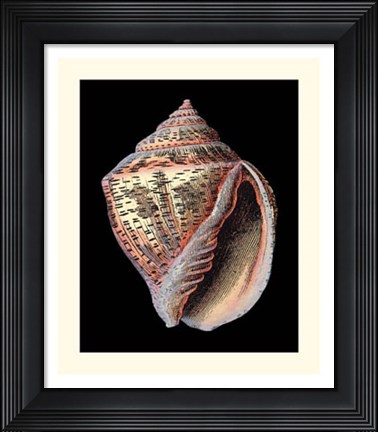Framed Treasures of the Sea V Print